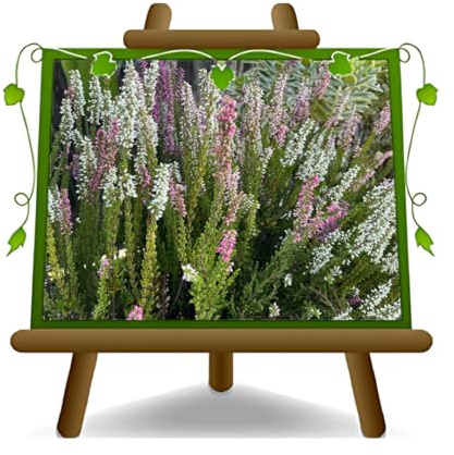 EURO PLANTS VIVAI Erica Calluna pianta ornamentale su Vaso da 17 cm Altezza 50 cm.