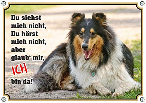 Petsigns Hundeschild mit dreifarbigem Collie - Metallschild 1,5 m dick - Premiumqualität, DIN A4
