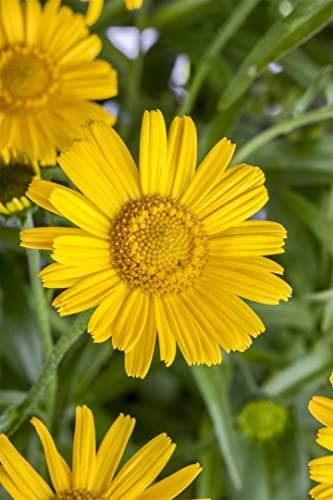 Buphthalmum salicifolium 9x9 cm Topf – Winterhart, Mehrjährig, Pflegeleicht – Weidenblättriges Ochsenauge – Staude für Beet & Rabatte
