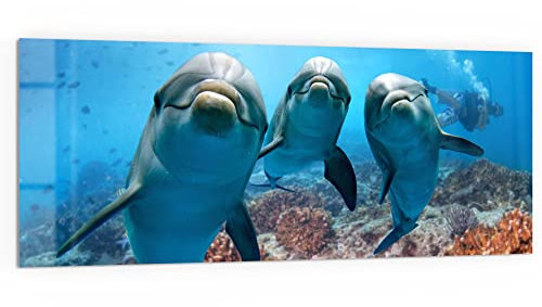 DEQORI Crédence de cuisine en verre | Motif dauphins amicaux | 125 x 50 cm | Panneau arrière de salle de bain ou de cuisinière | Protection anti-éclaboussures pour cuisine et salle de bain |