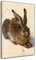HOPNRU Vintage Junges Wildkaninchen Poster Albrecht Dürer Renaissance Ölgemälde Wandkunst Bild Druck Leinwand Malerei Moderne Wohnkultur Wandbild (30x45cm-Gerahmt)