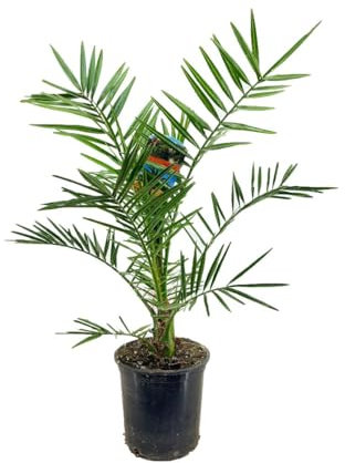 Phoenix Canariensis Kanarische Dattelpalme, Winterharte Balkonpflanze, 80-100 cm Höhe, 19 cm Topf, 2er Set