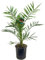 Phoenix Canariensis Kanarische Dattelpalme, Winterharte Balkonpflanze, 80-100 cm Höhe, 19 cm Topf, 2er Set
