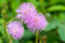35 Samen Echte Mimose (Mimosa pudica), Sinnpflanze