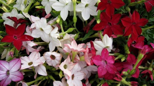 PREMIER SEEDS DIRECT - NICOTIANA ALATA - SENSATION MIXED - 8 GRAM ~ 48,000 SEEDS - FLOWERING TOBACCO - BULK