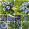 500 pcs blaubeeren samen - sapote frucht winterharte kübelpflanzen,Vaccinium,heidelbeeren deko obst samen alte sorten säulenobst winterharte pflanzen für garten wilde heidelbeeren