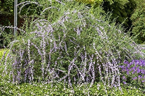 Buddleia alternifolia Hänge-Sommerflieder im Topf gewachsen ca. 60-100cm
