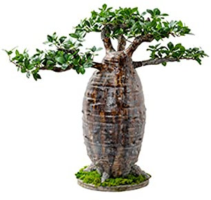Topfpflanzen Künstliche Baobab-Pflanze Große künstliche gefälschte Grünpflanze Home Office Hotel Dekoration Grün Pflanze Topfpflanze (Size : B)