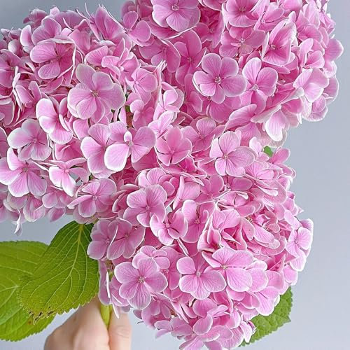 80 piezas semillas de flor de hortensia bola de nieve plantas de jardín lianas decoración selva hortensia semillas de flores como regalo para invitados Las plantas de balcón robustas