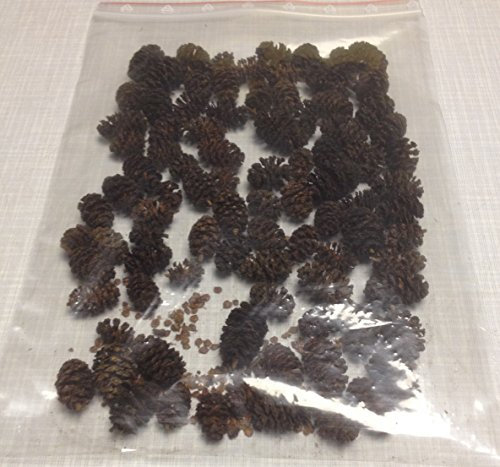 Erlenzapfen 120Stk. (~50g) Schwarzerle, Alnus glutinosa, Black Alder Cones