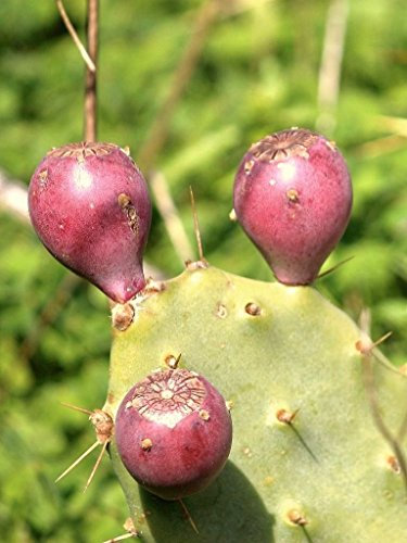 20 Samen Opuntia Stricta Aufrecht Feigenkaktus Nopal Essbare Kaktus Nopalea Seed