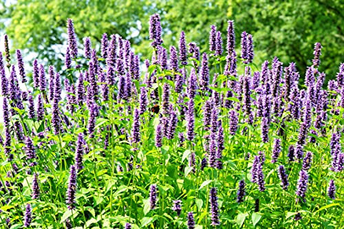 Duftnessel - Anis-Riesenysop - Agastache foeniculum - Ysop - 200 Samen