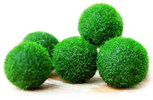 MARIMO Moss Boule X 5 + 1 Gratuit clavardage Rare facile Décor usine. Vous vivez Moss Balle. (Ship FROM UK) Taille d''environ 12 mm