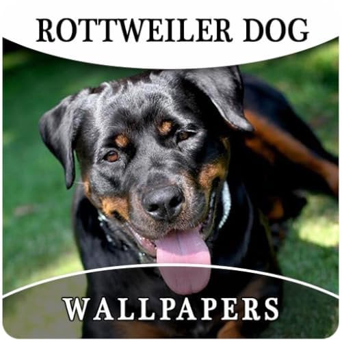 Rottweiler Dog Hd Wallpapers And Background