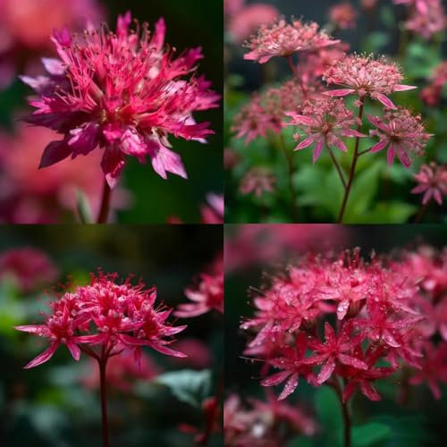 300 pcs Sterndolde pflanze samen - frühlingsblumen winterharte pflanzen für garten,Astrantia major, bienenweide saatgut garten pflanzen blumendeko bonsai samen pflanze schattenpflanzen