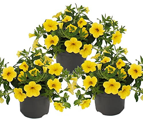 Exotenherz - Zauberglöckchen - Minihängepetunie - Calibrachoa - 12cm Topf - Set mit 3 Pflanzen - gelb