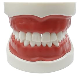 Dental Typodont Teeth Model, YOUYA DENTAL TM-024 Practice Dentist Tooth Models for Dental Students Removable Teeth Model Teaching Model Study Tool Soft Gums Dental Model with 32 Removable Teeth