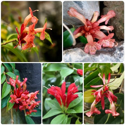 100 piezas semillas de plantas de interior de flores púbicas, Aeschynanthus, macizo de flores, plantas en macetas reales Semillas de flores del prado de abejas, plantas resistentes