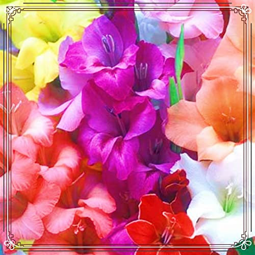 Gladiolen Zwiebeln Gladiolen knollen Dekorative Pflanzen FüR Den Garten Gladiolen Samen