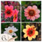 Plant in a Box - Dahlien - 6er Set - Dahlia 'Happy Single Mix' - Dahlienknollen pflanzen - Sommerblüher - Mehrfarbige Blüten - Ideal für Garten und Beete