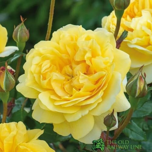 David Austin 'The Poet's Wife' Yellow English Rose 6Ltr Pot