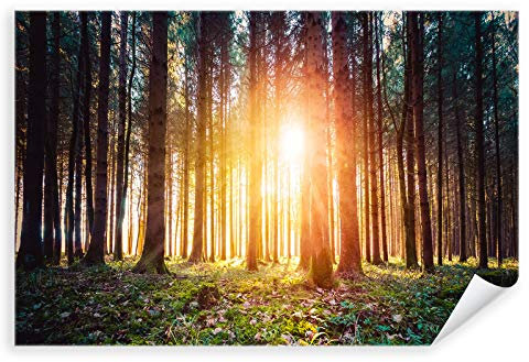 Postereck - 3873 - Wald, Sonne Natur Landschaft Bäume Wiese - Wandposter Fotoposter Bilder Wandbild Wandbilder - Poster - 3:2-61,0 cm x 40,5 cm