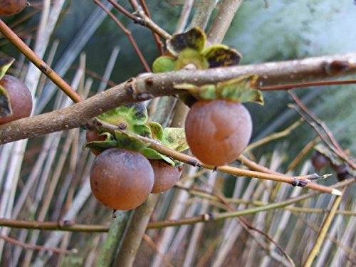 Lotuspflaume, essbare Kakifrüchte, Diospyros lotus, im Topf