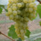 Tafeltraube 'Sophie®' weiß - Traubenrebe für den Garten - 1 Traubenpflanze von Pflanzen-Kölle im 3 Liter Topf - Vitis vinifera Sophie