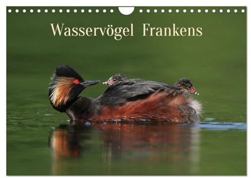 Wasservögel Frankens (Wandkalender 2026 DIN A4 quer), CALVENDO Monatskalender: Die faszinierende Tierwelt in Frankens Gewässern. (CALVENDO Tiere)