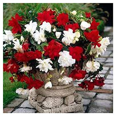 10 MIXED WHITE & RED TRAILING PENDULA BEGONIA TUBERS -LARGE XL TUBERS SUMMER FLOWERING BULBS