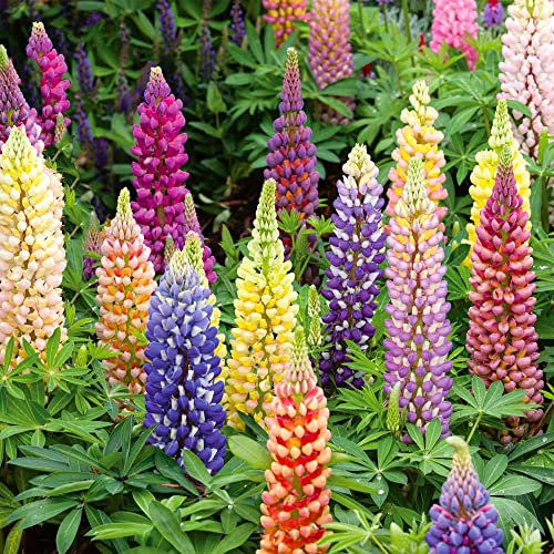 Lupin Russells Mixed Seeds – Hardy Perennial – Attracts Bees, Birds & Butterflies – Must Have for Borders - for Your Beautiful Garden
