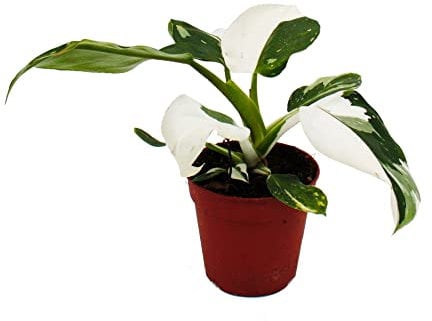 Exotenherz - Philodendron White Princess - weiß-grüner Baumfreund - 12cm Topf