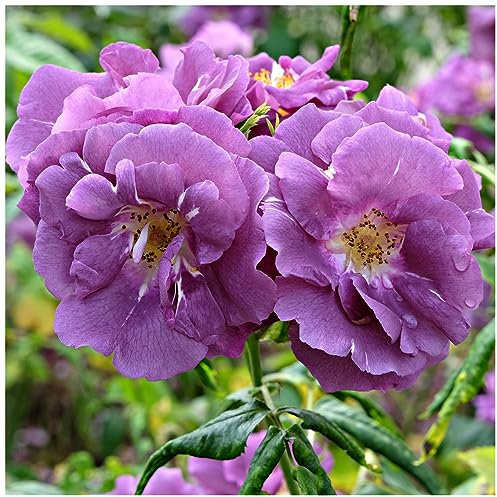 'Blue for You' Fragrant Floribunda Rose Bush, Fabulous Lilac Blue Blooms 3fatpigs®