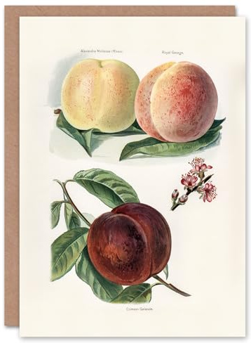 Artery8 John Wright Art Card Vintage Illustration of Peach Varieties