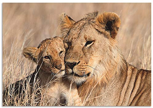 ARTland Wanddeko Wandbild Alu Verbundplatte für Innen & Outdoor Bild Tiere Wildtiere Löwe Fotografie Braun Großer Löwenbruder T6BP
