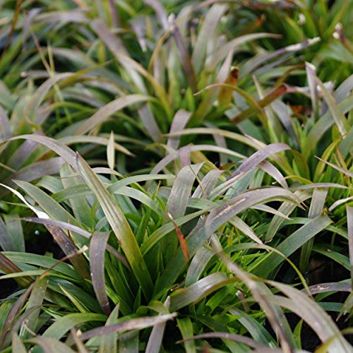 Blumixx Stauden Luzula pilosa 'Igel' - Zwerg-Haar-Marbel braun
