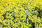 Eriophyllum lanatum ca. 9x9 cm Topf - Wolliges Sonnenauge, gelbe Blüten, Blütezeit Mai-August, ideal für Steingärten, trockenheitsresistent, pflegeleicht