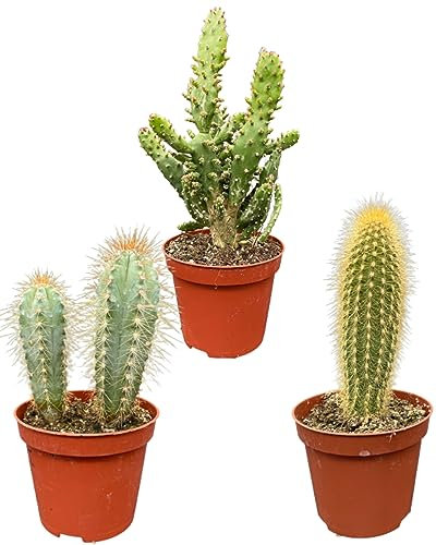 Kaktus Pfosten Mix, 8.5CMØ, 15-20CM Hoch (3 Stück)