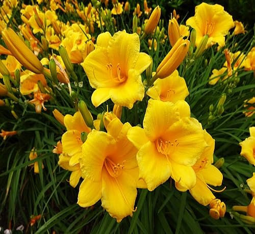 100 graines de fleurs d'hémérocalles jaunes
