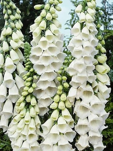 Buy4seeds Digitalis Foxglove Alba White 2000 Seeds Perennial Flower Simple to Grow