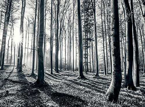 1Wall Black and White Nature Forest Wall Mural 3.15 x 2.32m, Wood, 1 x 315 x 232 cm