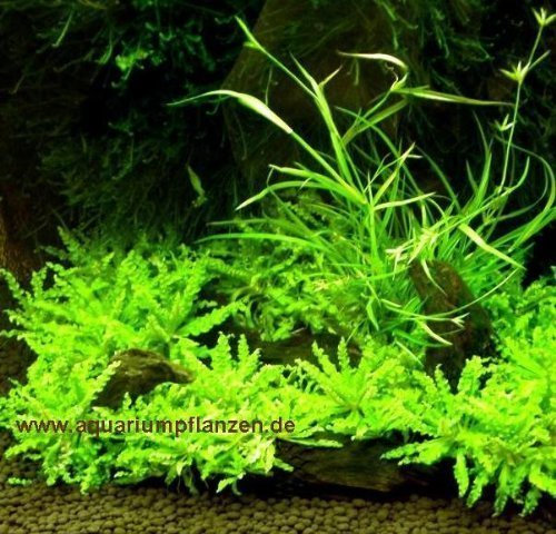 Nano III, Set Aquarium 30 l Pflanzen, Kies, Deko