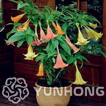 Potseed . Ausgezeichnete Zier Oroxylum Indicum 50pcs, Broken Bones Pflanze Indian Trompete Pflanze, Familie Bignoniaceae Mu Hu Pflanze sterben: 3