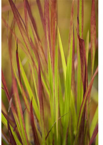 Imperata cylindrica var.koenig.'Red Baron' - Garten-Blutgras - 9cm Topf