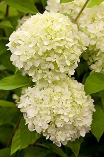 Hydrangea paniculata 'Limelight' 100-125 cm - Rispenhortensie, limonengrüne Blüten, Blütezeit Juli-September, ideal für Rabatten, pflegeleicht und winterhart
