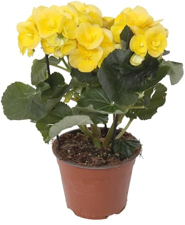 Begonia Gialla Fiorita da Esterno o Interno | Pianta Vera Ornamentale con Fioritura Prolungata | Ideale per Vasi, Balconi, Giardini | Facile da Coltivare