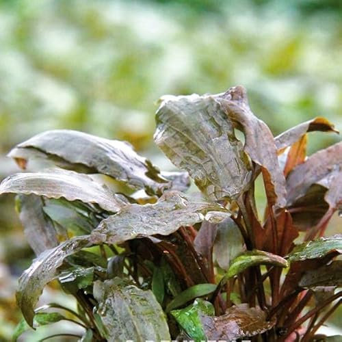 Dennerle Cryptocoryne beckettii - Beckett's Wasserkelch  Top Qualität- vom Fachmann NEU&OVP Aquarium Pflanze