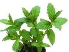 Just Seed Herb - Peppermint - Mentha piperita - 1000 Seeds