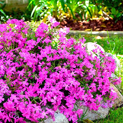 Ultrey Seed House - Scented Carpet Phlox Seeds Ground Cover Creeping Thyme Perennial Flowers Perennial Border Stone herb Flower Seeds Hardy Perennial