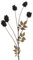 Floratexx Künstlicher Clematis-Zweig 69cm BRAUN. Kunstblume Trockenblume Clematis Dekozweig Dekoration, 18760 12